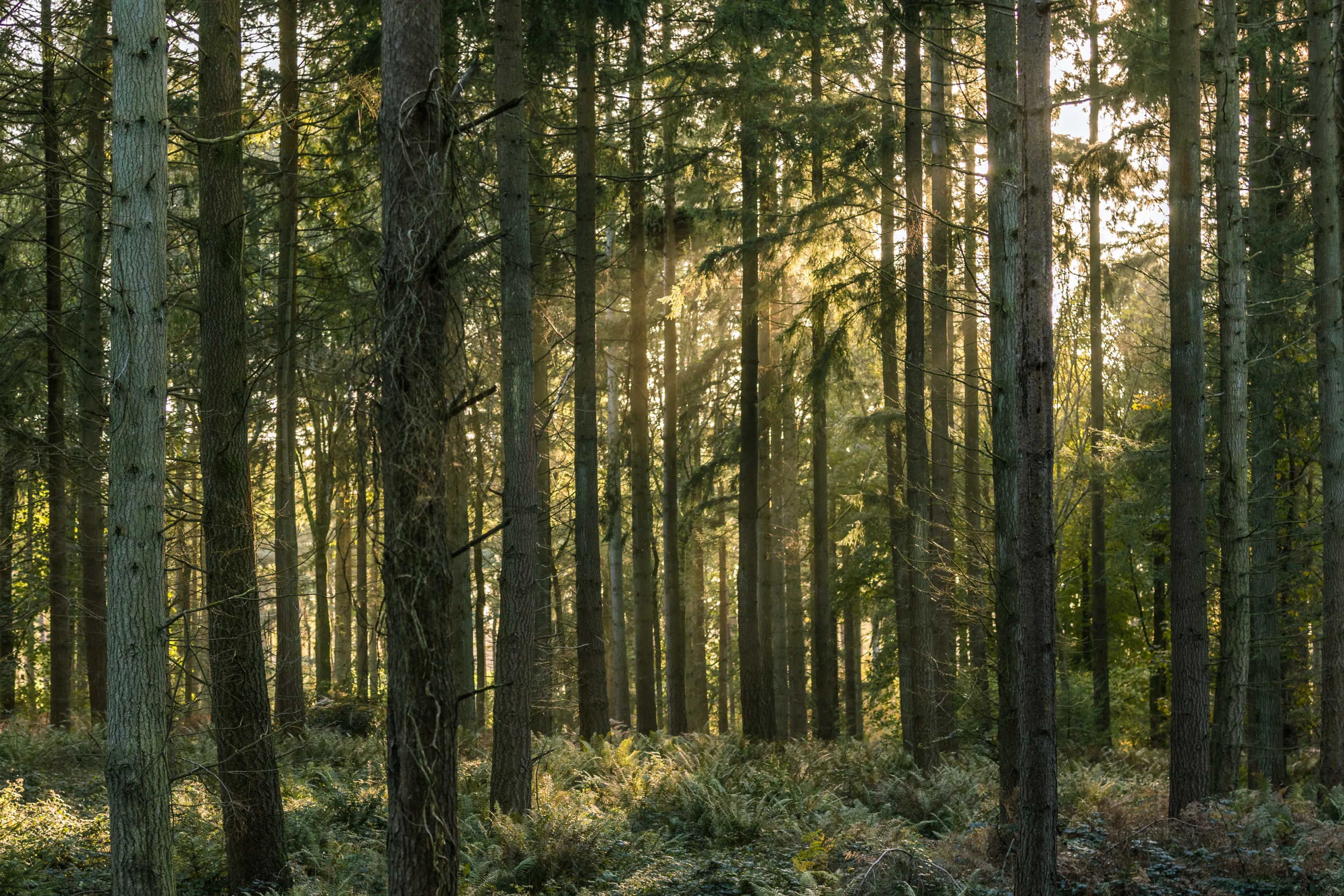 Violet Stopford Yoga — image 8
