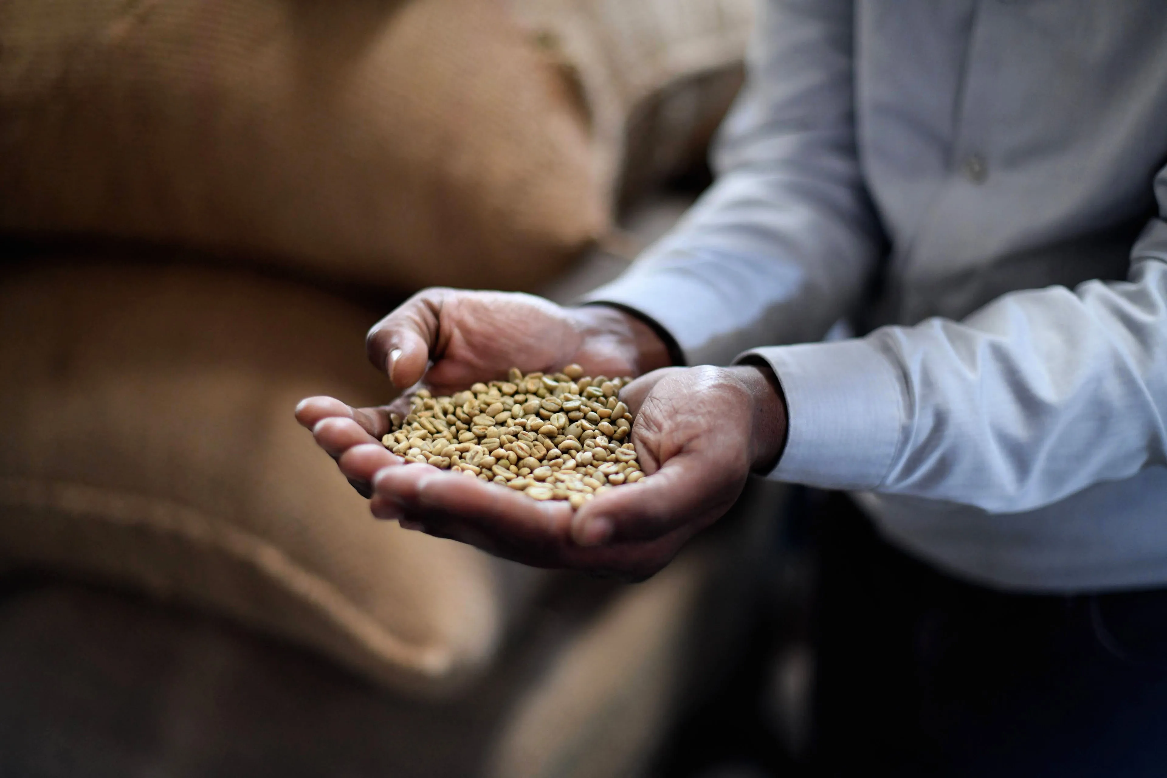 Workshop Coffee — assessing green coffee